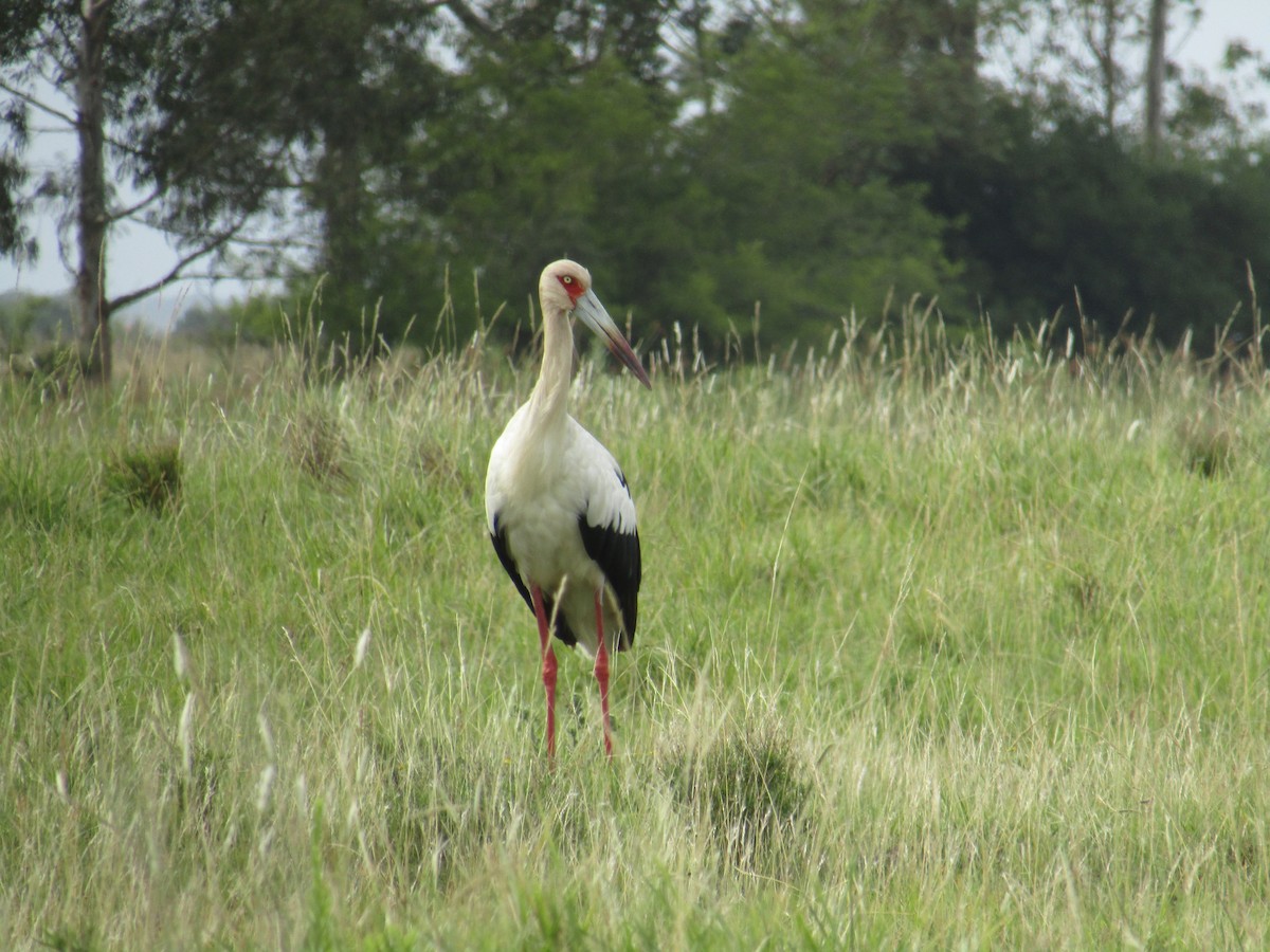 Cigogne maguari - ML45705591