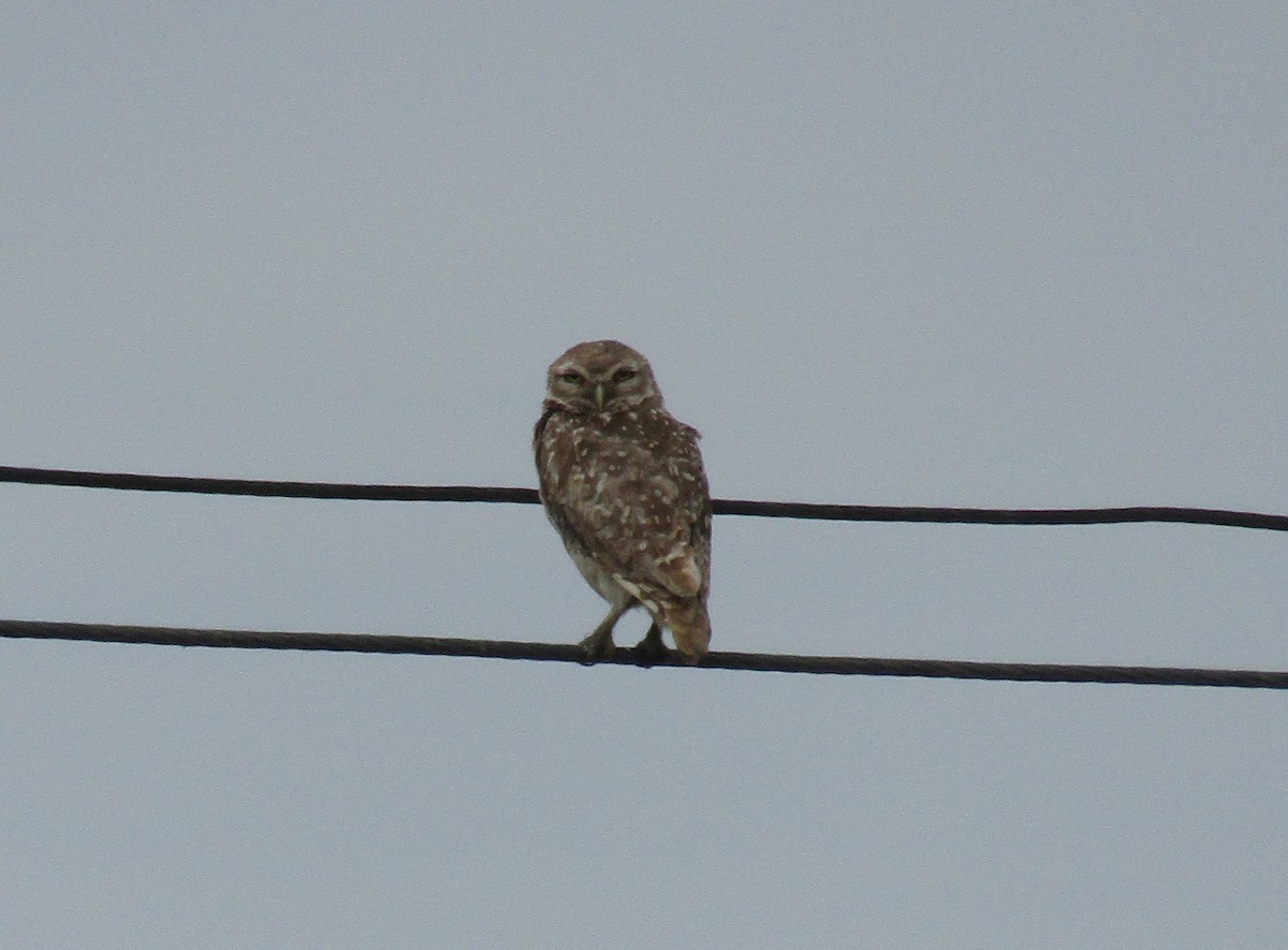 Burrowing Owl - ML45705681