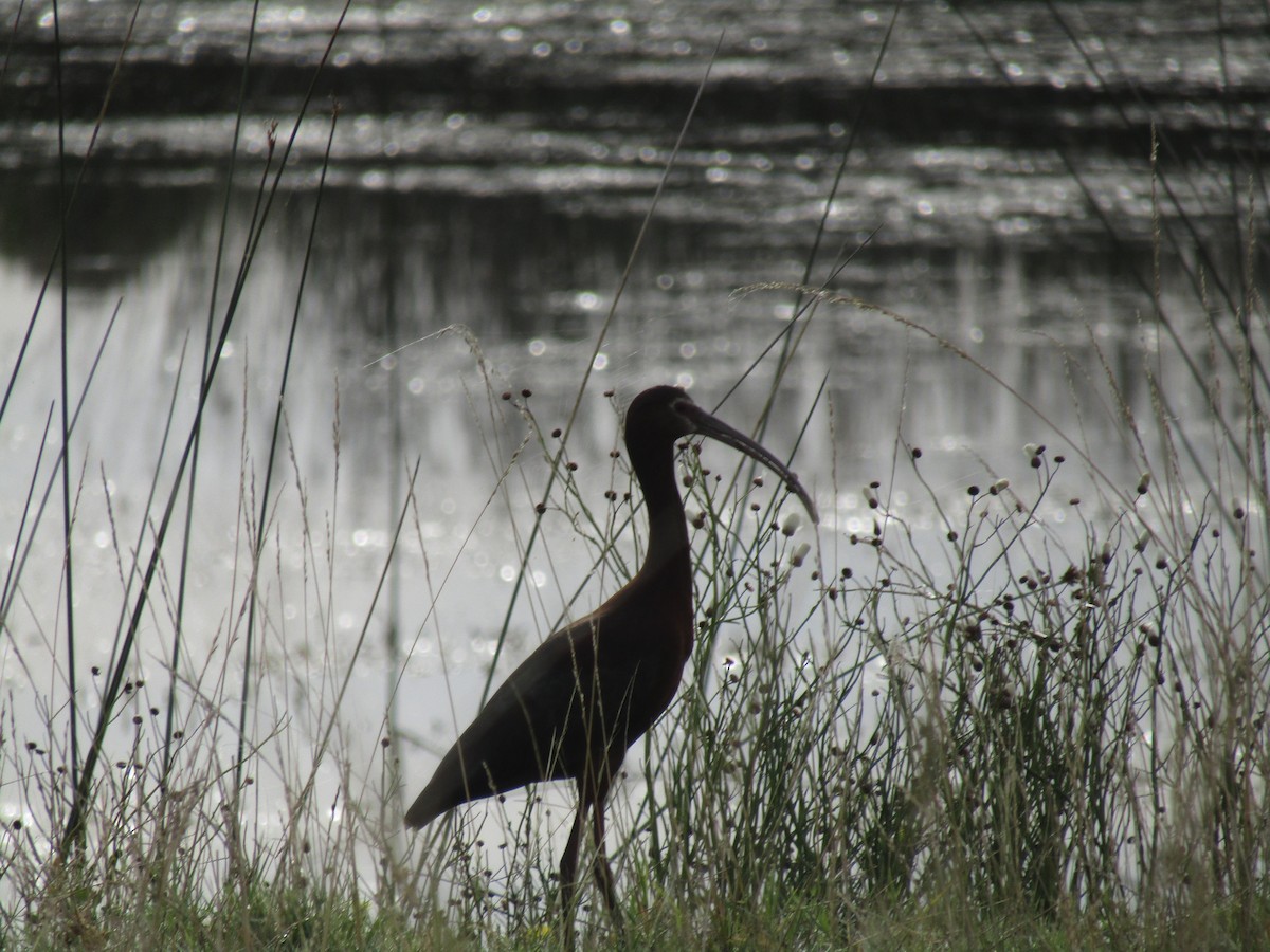 White-faced Ibis - ML45705711