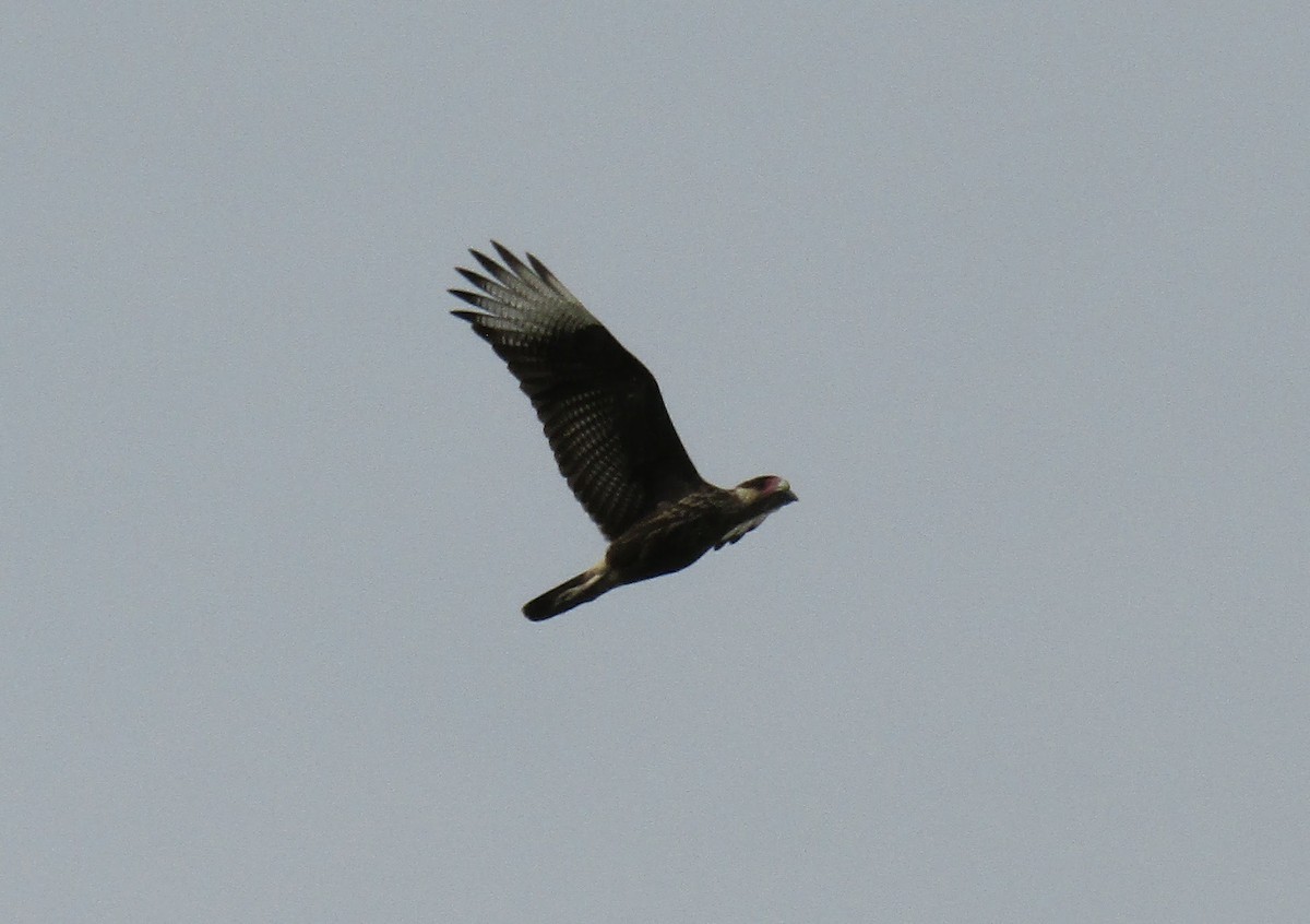 Caracara Carancho (sureño) - ML45705761