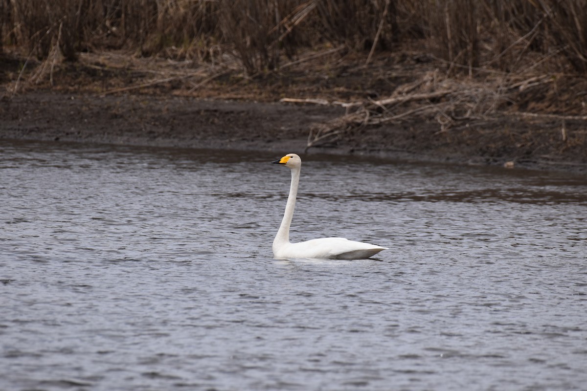 Whooper Swan - ML457058361