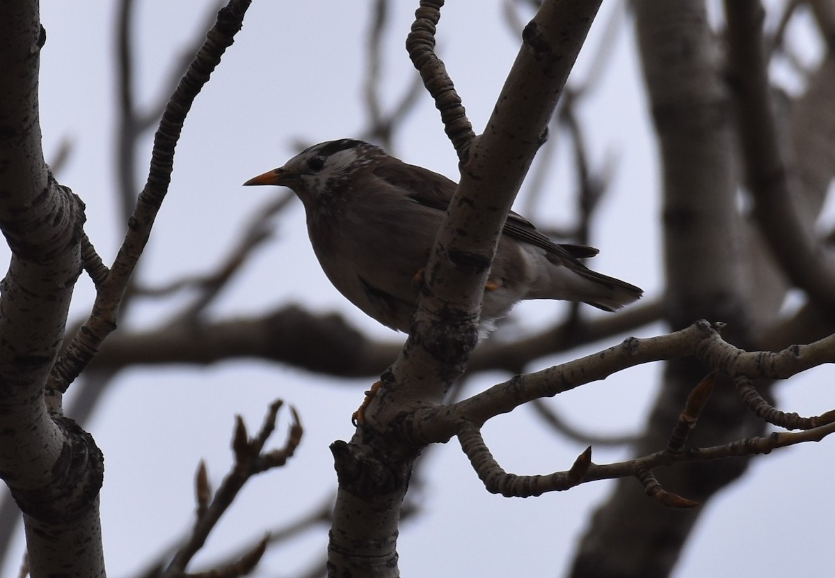 White-cheeked Starling - ML457060291