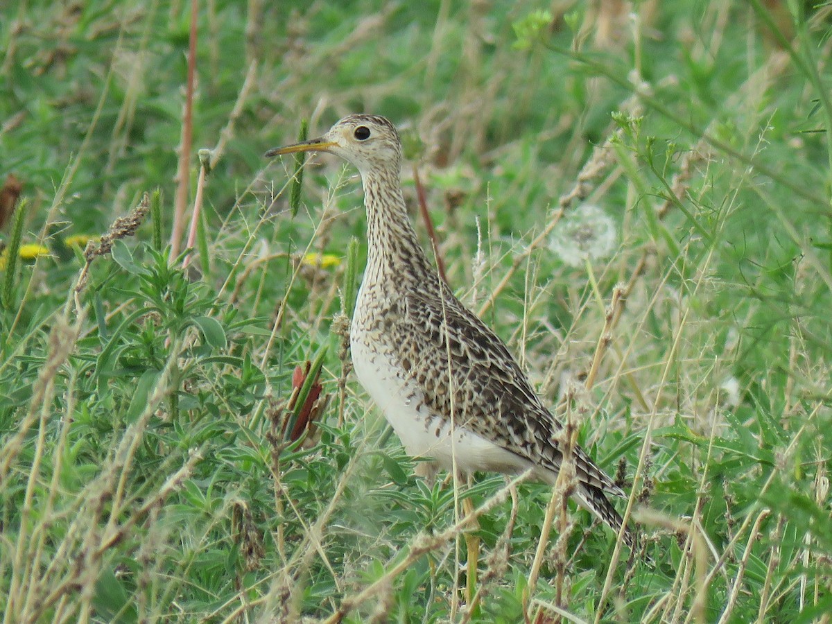 Upland Sandpiper - ML457061801