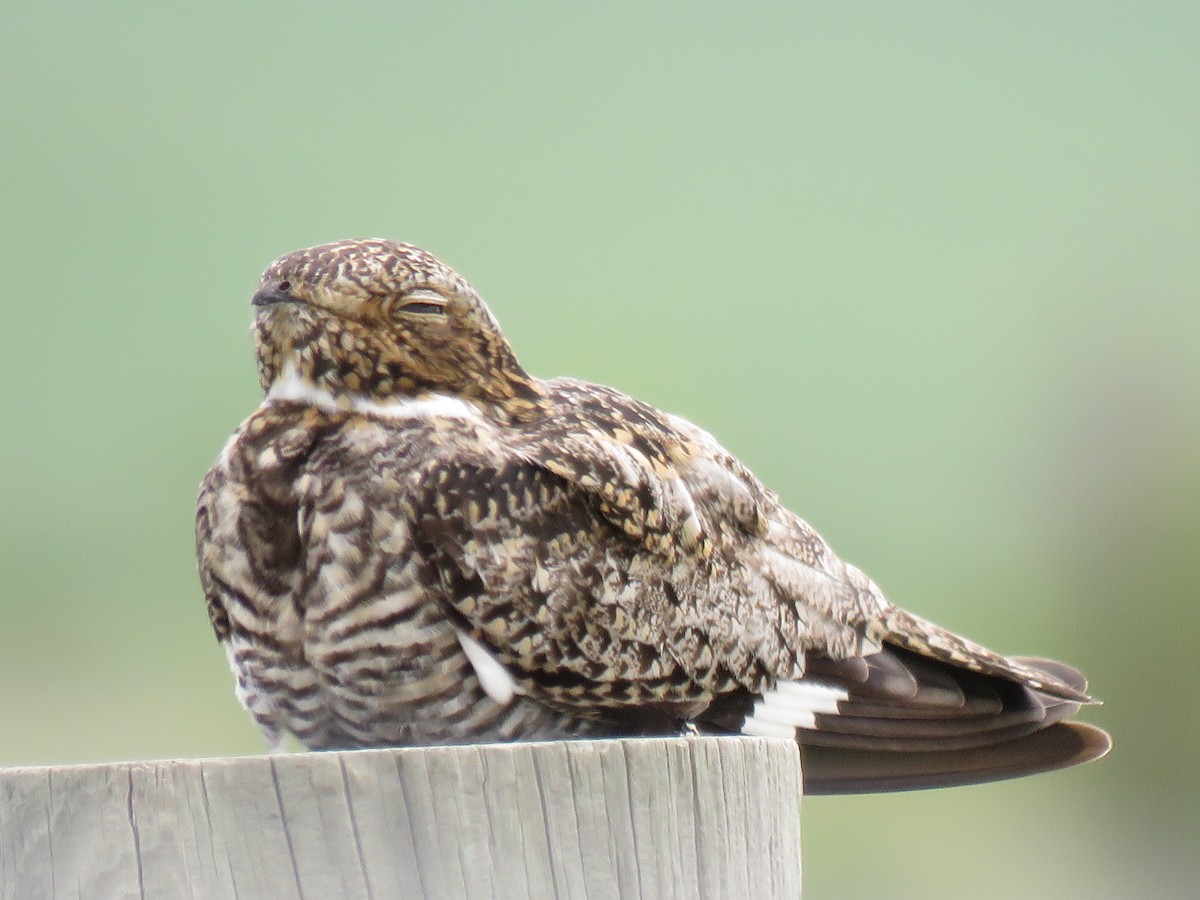 Common Nighthawk - ML457061861