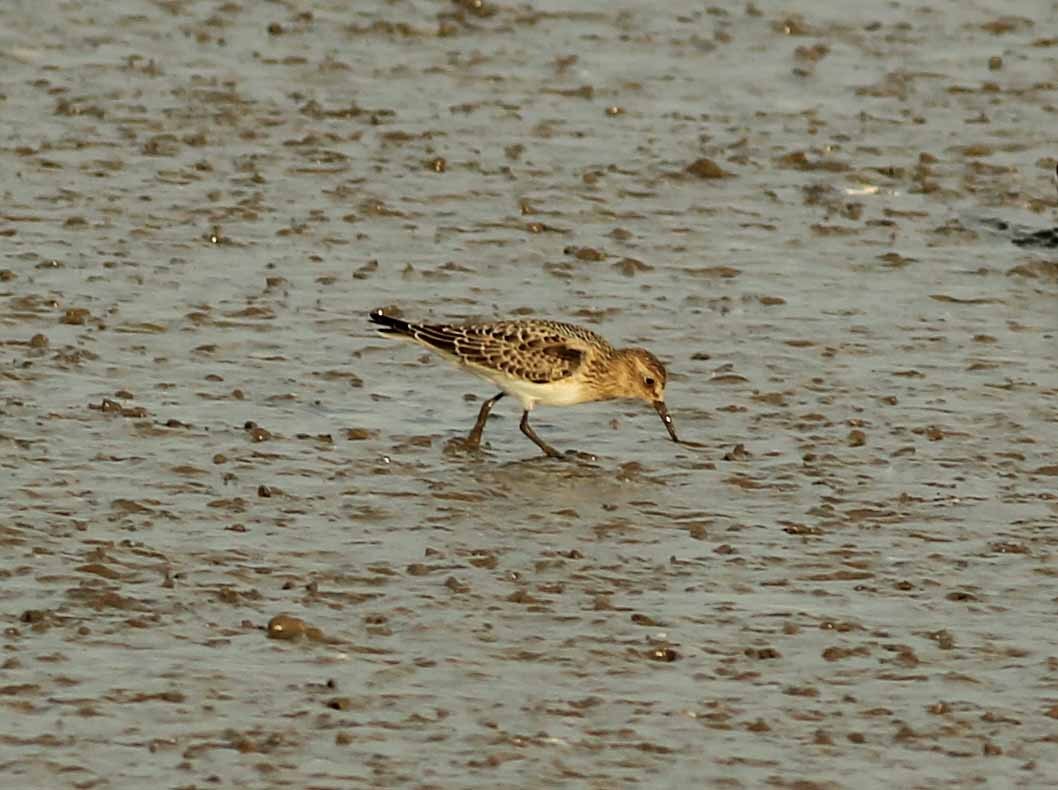 Baird's Sandpiper - ML457062031