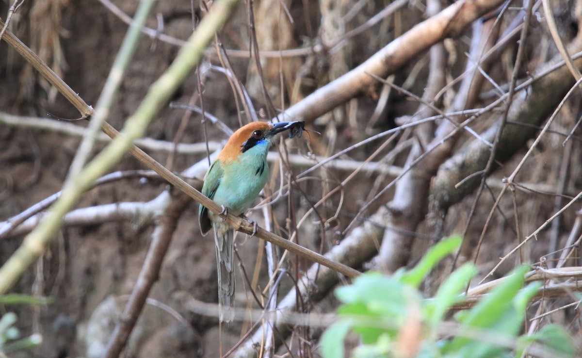 Russet-crowned Motmot - ML457062061