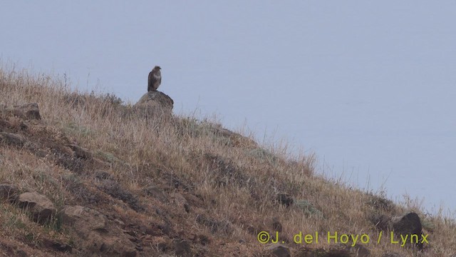 Канюк звичайний (підвид buteo) - ML457062551