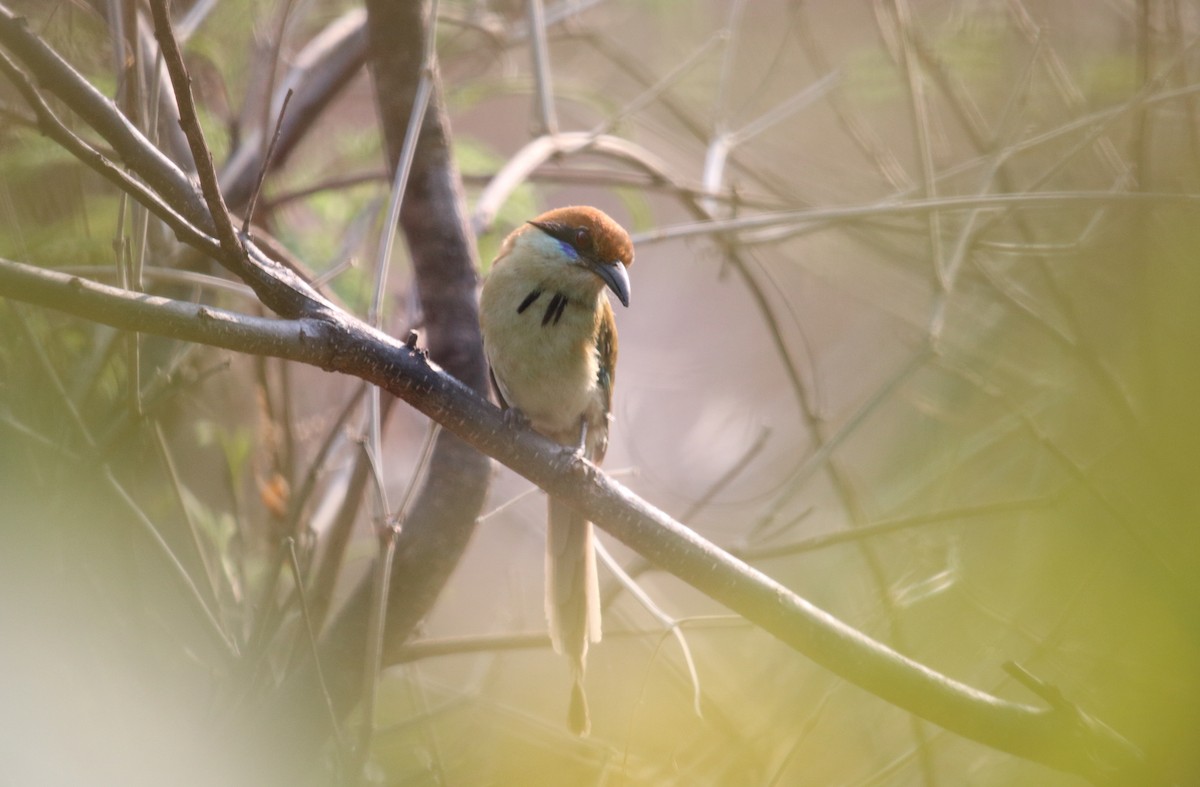 Russet-crowned Motmot - ML457063731