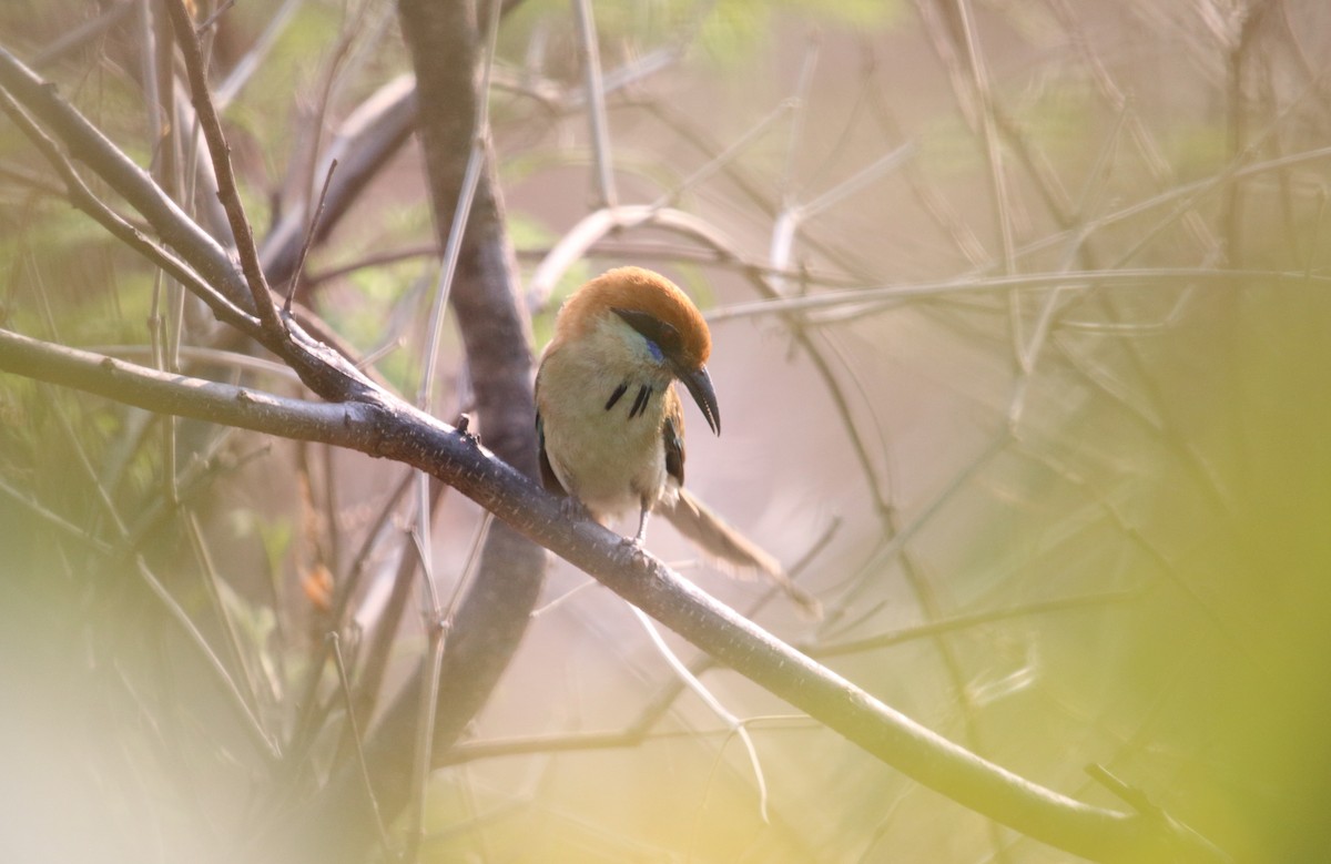 Russet-crowned Motmot - ML457063761