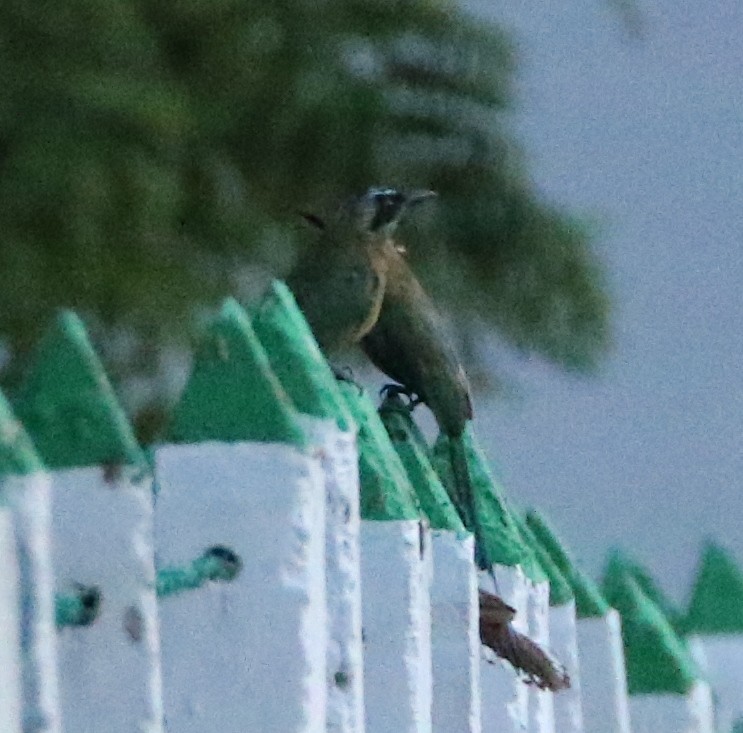 Motmot caraïbe - ML457064611