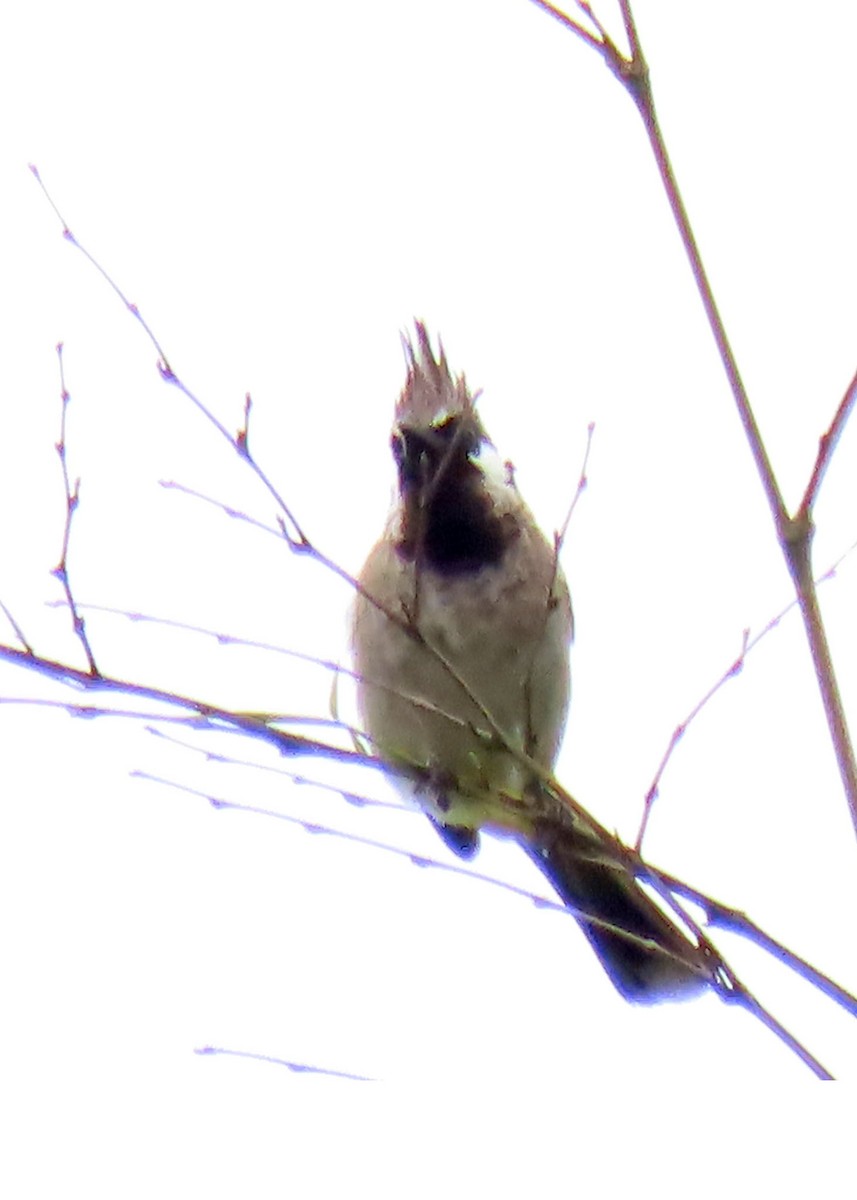 Bulbul à joues blanches - ML457064691