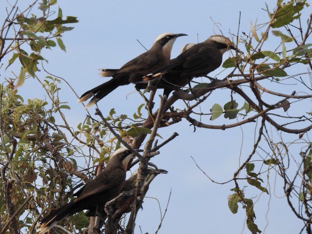 Gray-crowned Babbler - ML457065751