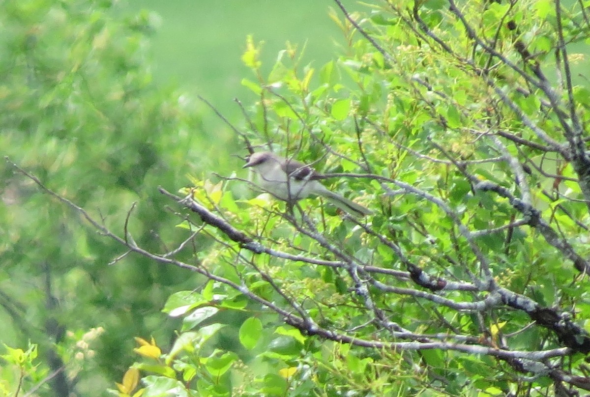 Northern Mockingbird - ML457065811