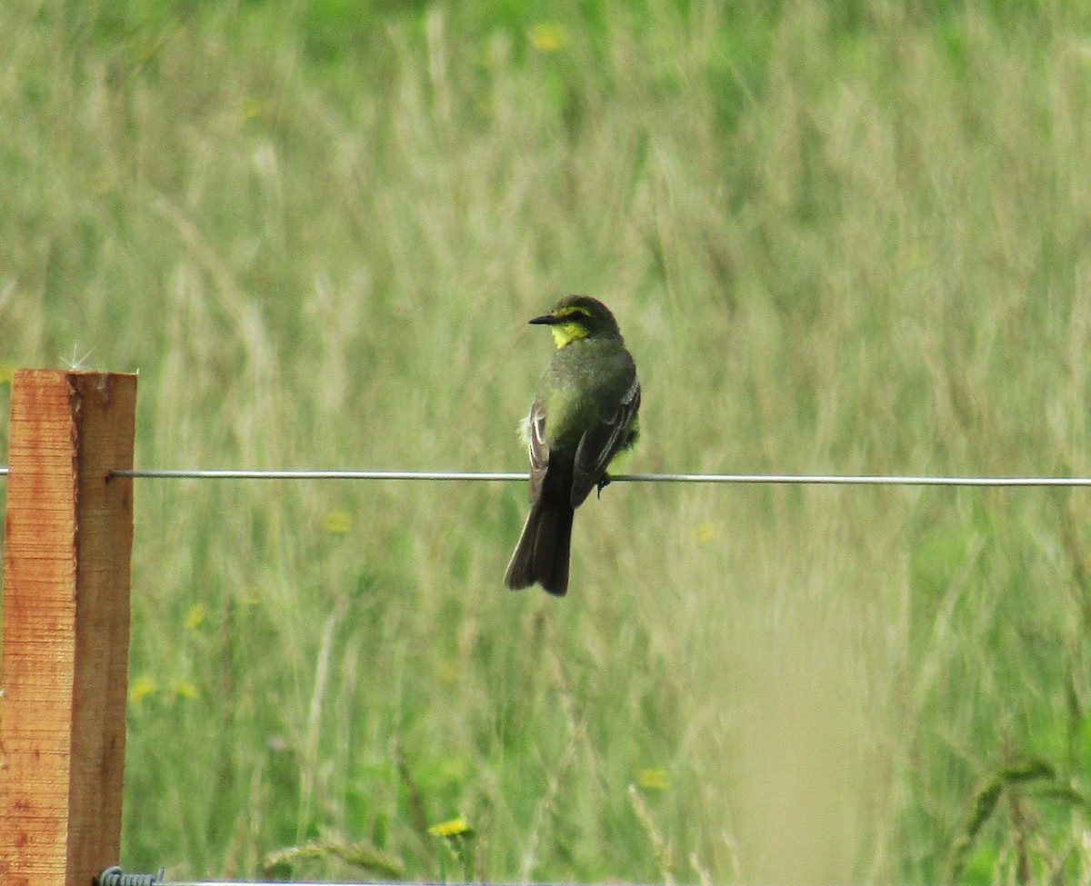 Yellow-browed Tyrant - ML45706691