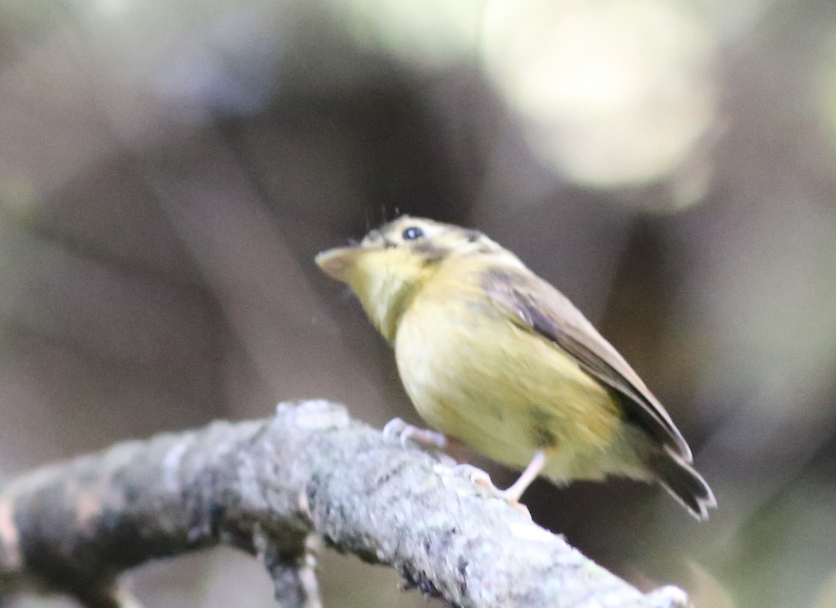 White-throated Spadebill - ML45706741