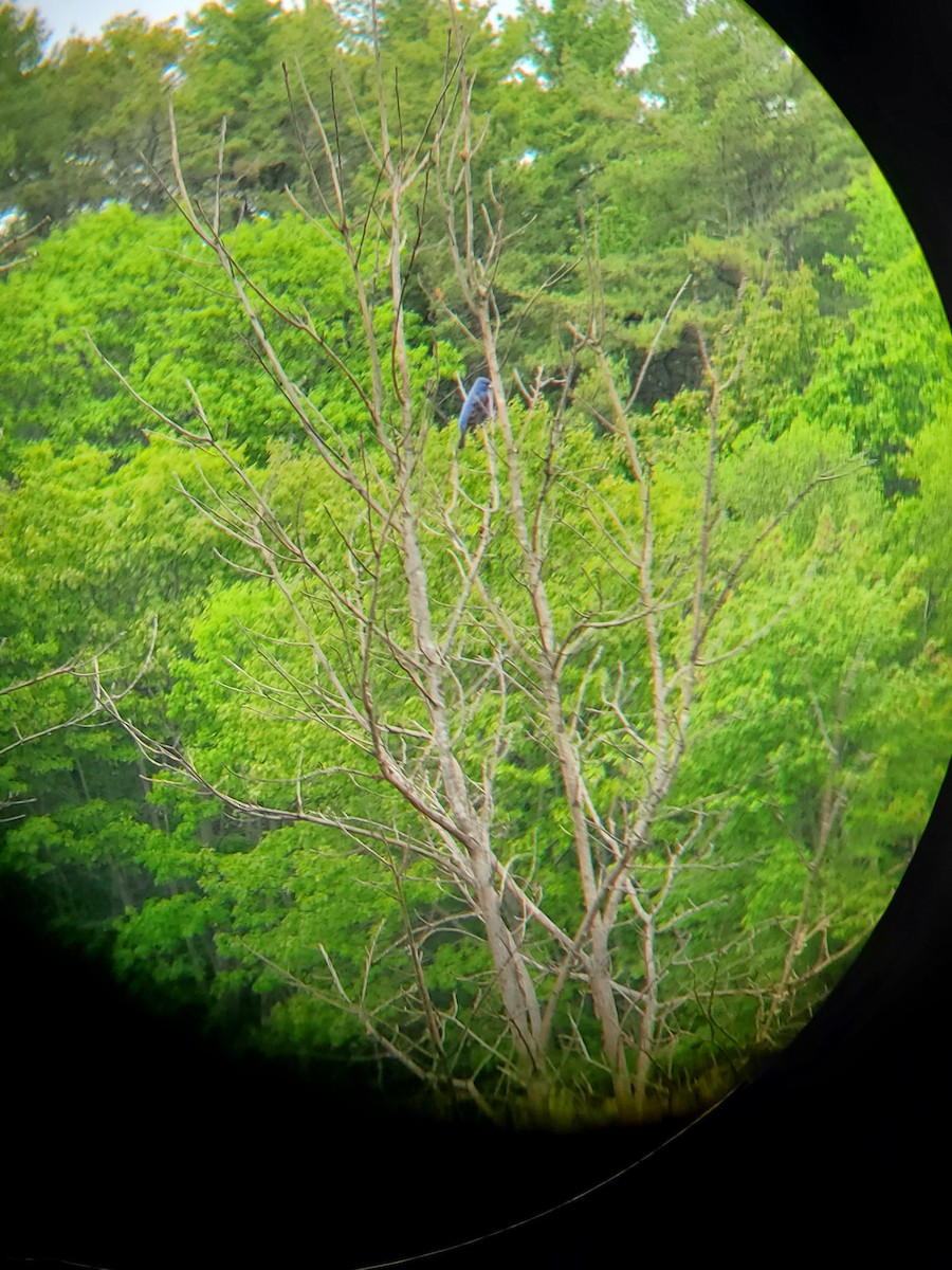 Blue Grosbeak - ML457068501