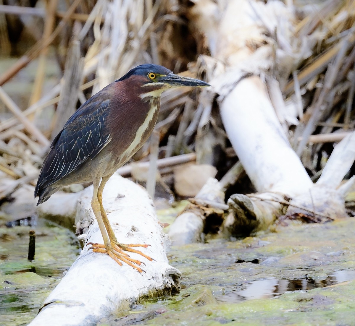 Green Heron - ML457068631