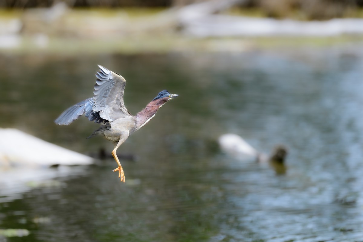 Green Heron - ML457068791