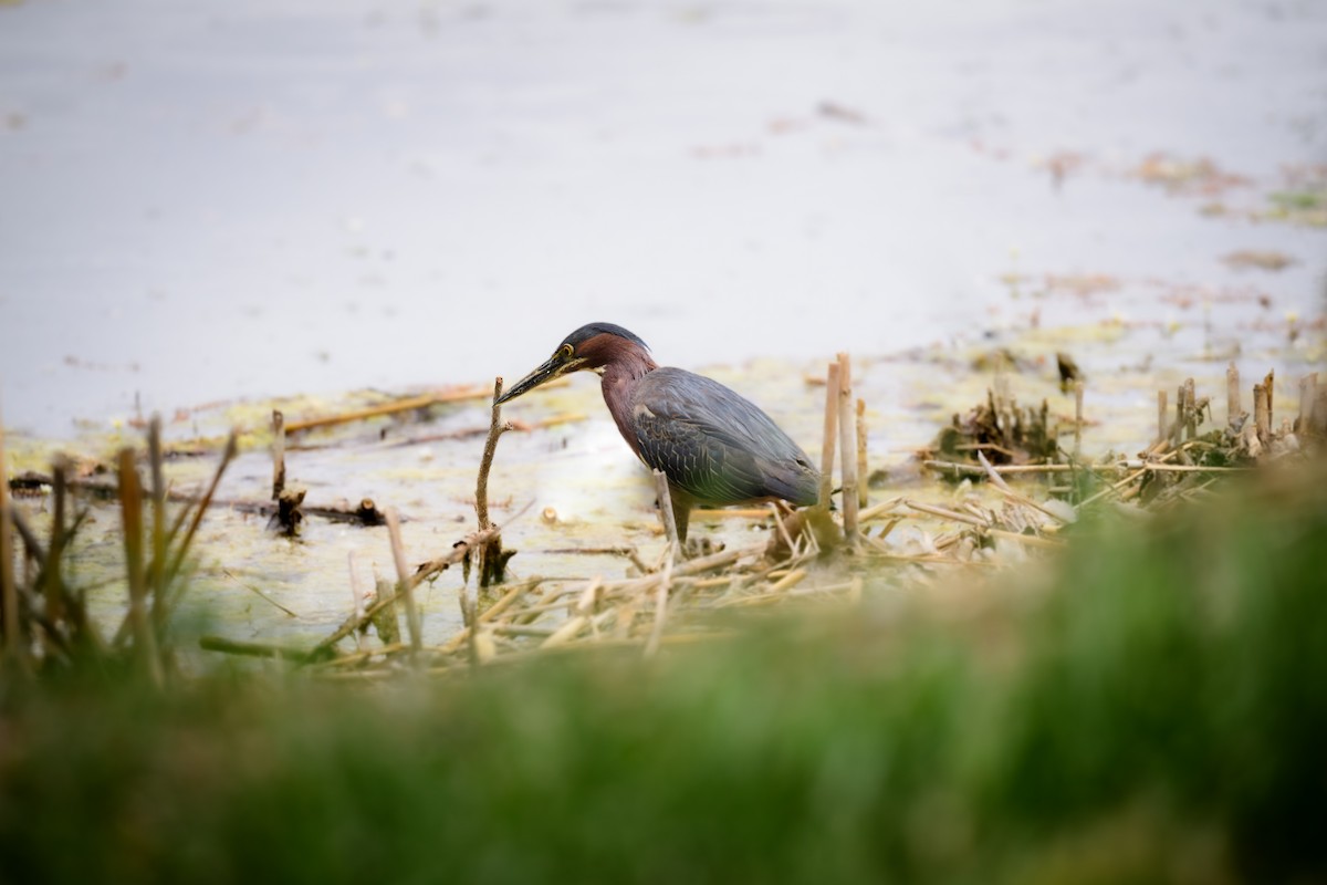 Green Heron - ML457068831