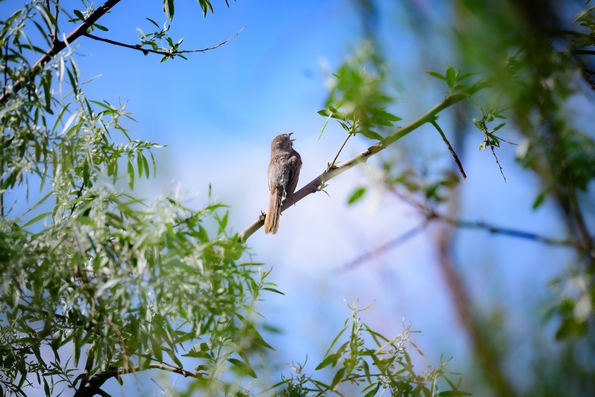 Song Sparrow - ML457069011