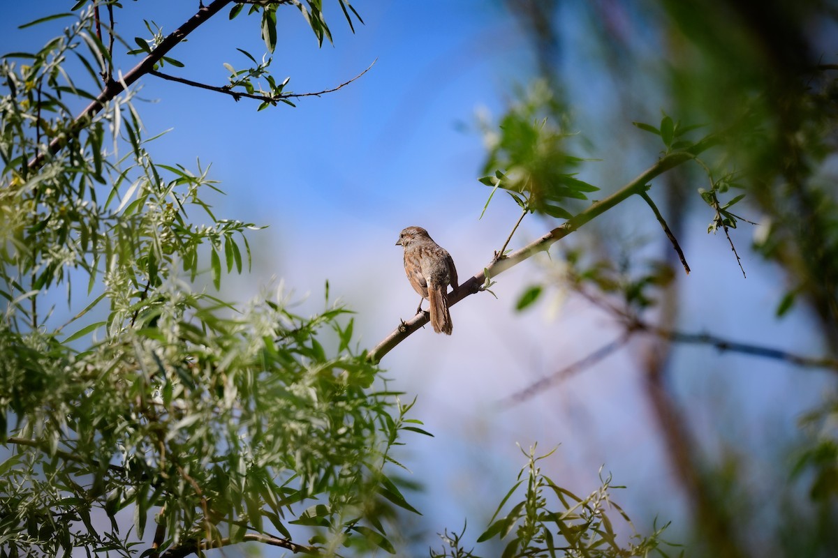 Song Sparrow - ML457069041