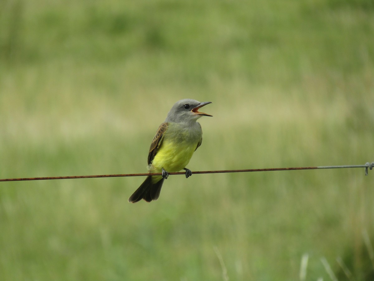 Tropical Kingbird - ML45706961