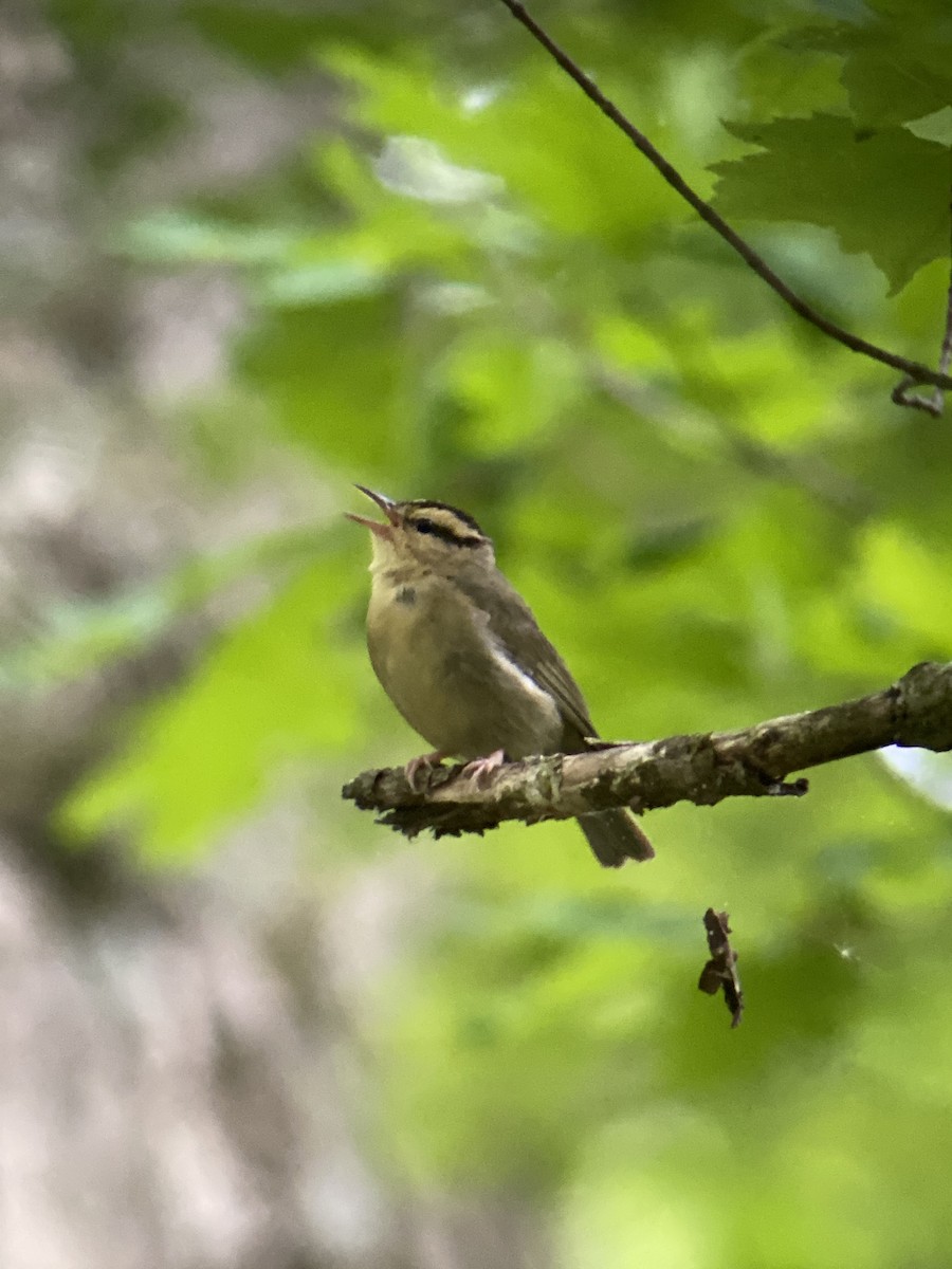 Paruline vermivore - ML457070961