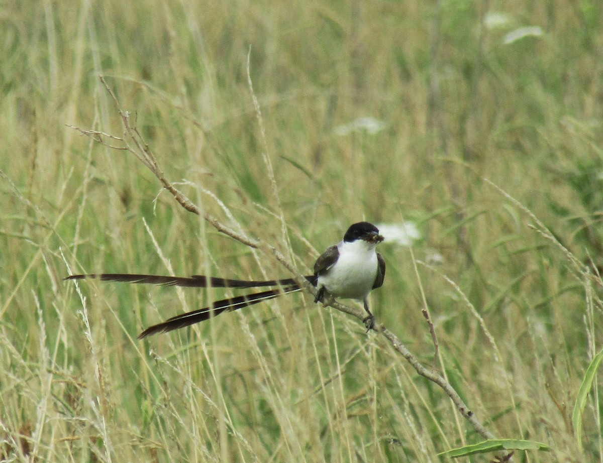 Gabelschwanz-Königstyrann - ML45707101