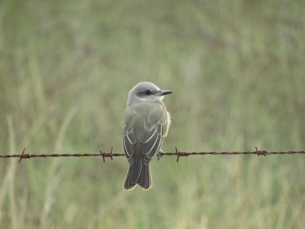 Tropical Kingbird - ML45707111