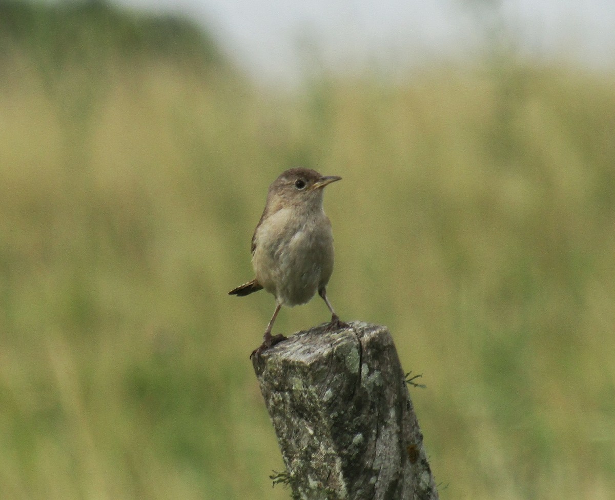 House Wren - ML45707121