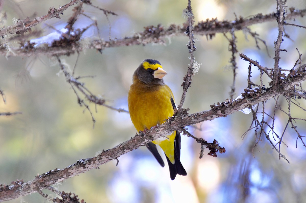 Evening Grosbeak - James Thompson