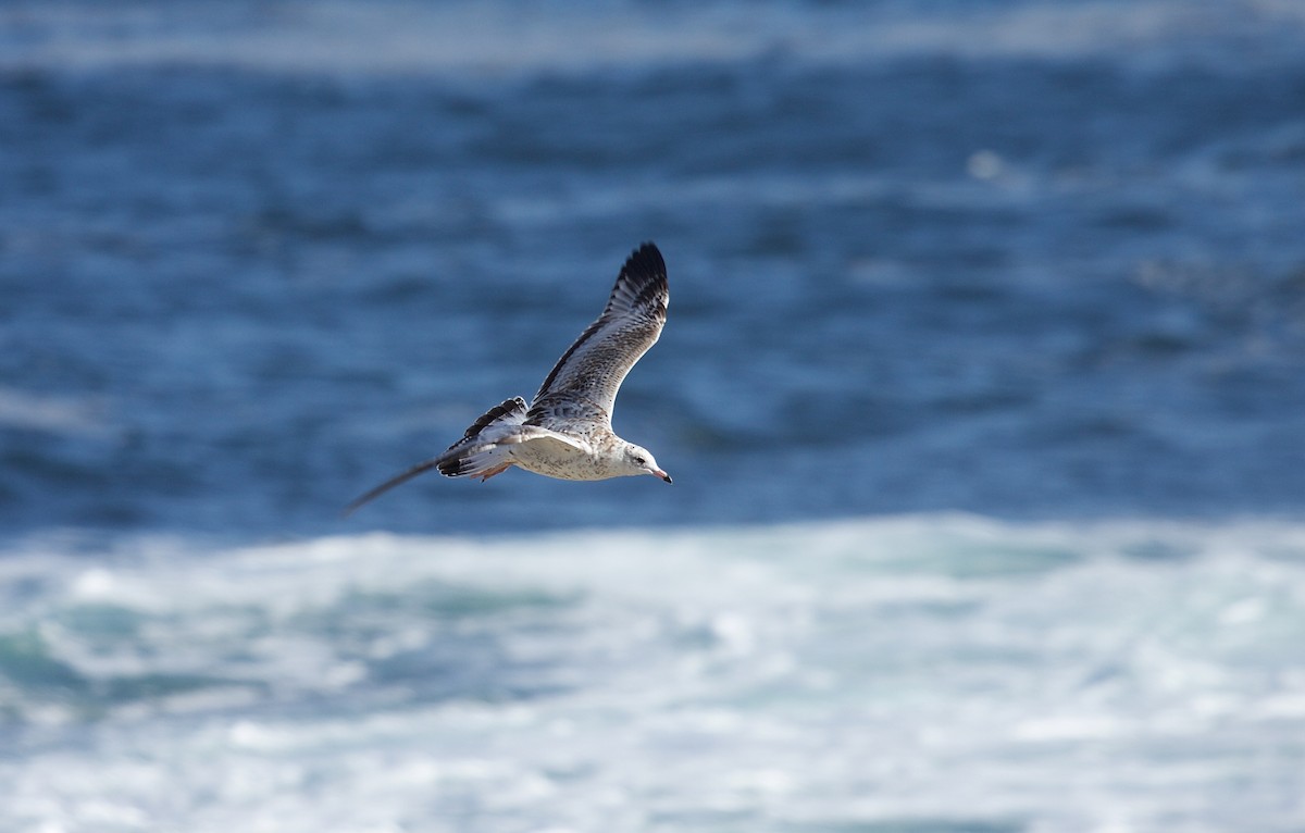 Ring-billed Gull - ML45707261