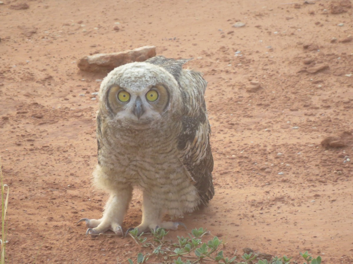 Great Horned Owl - ML457073871