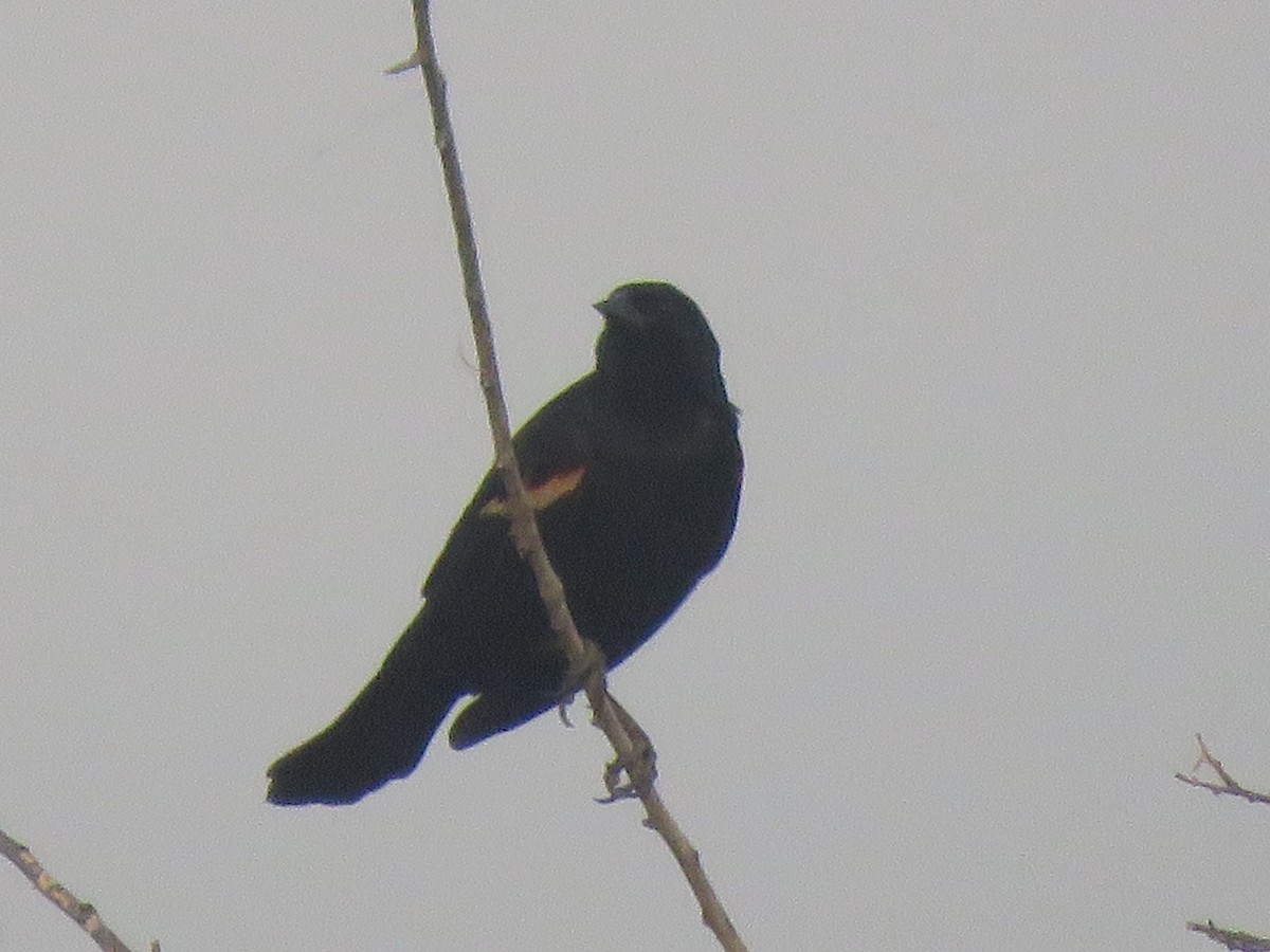 Red-winged Blackbird - ML457074141