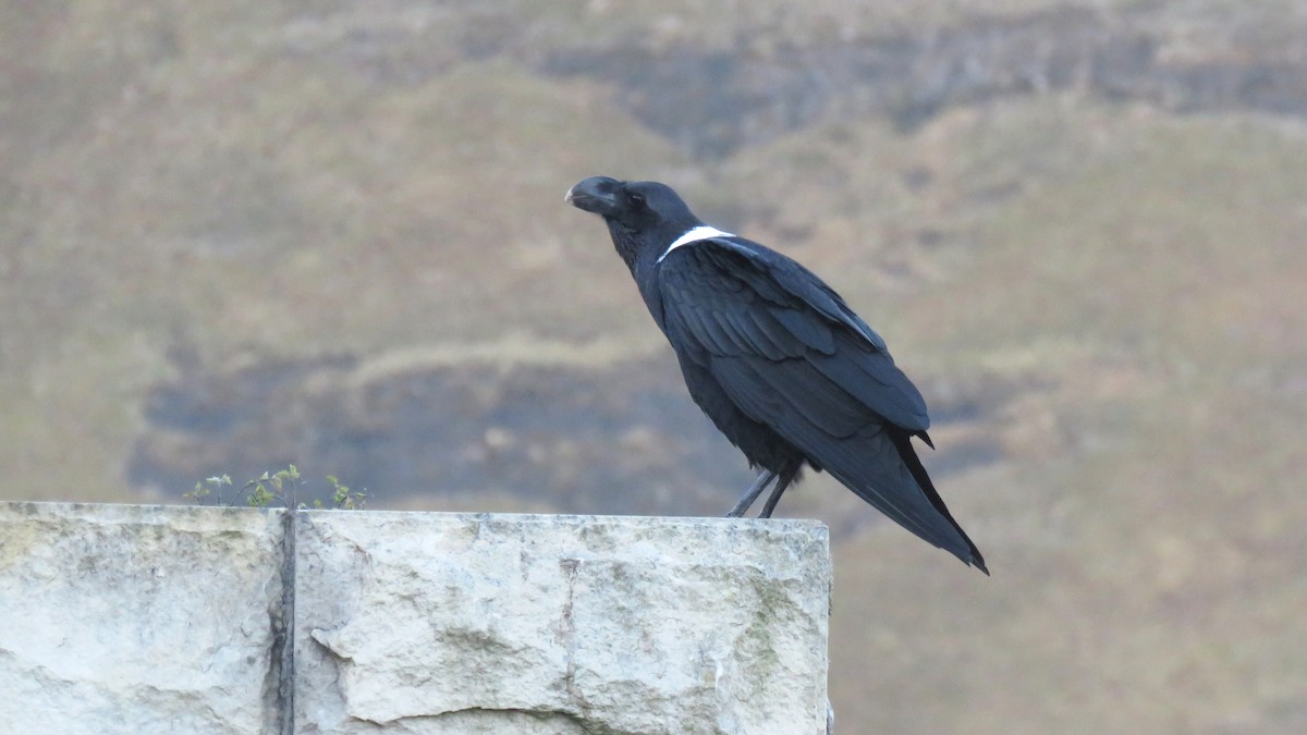 White-necked Raven - Martien Prins