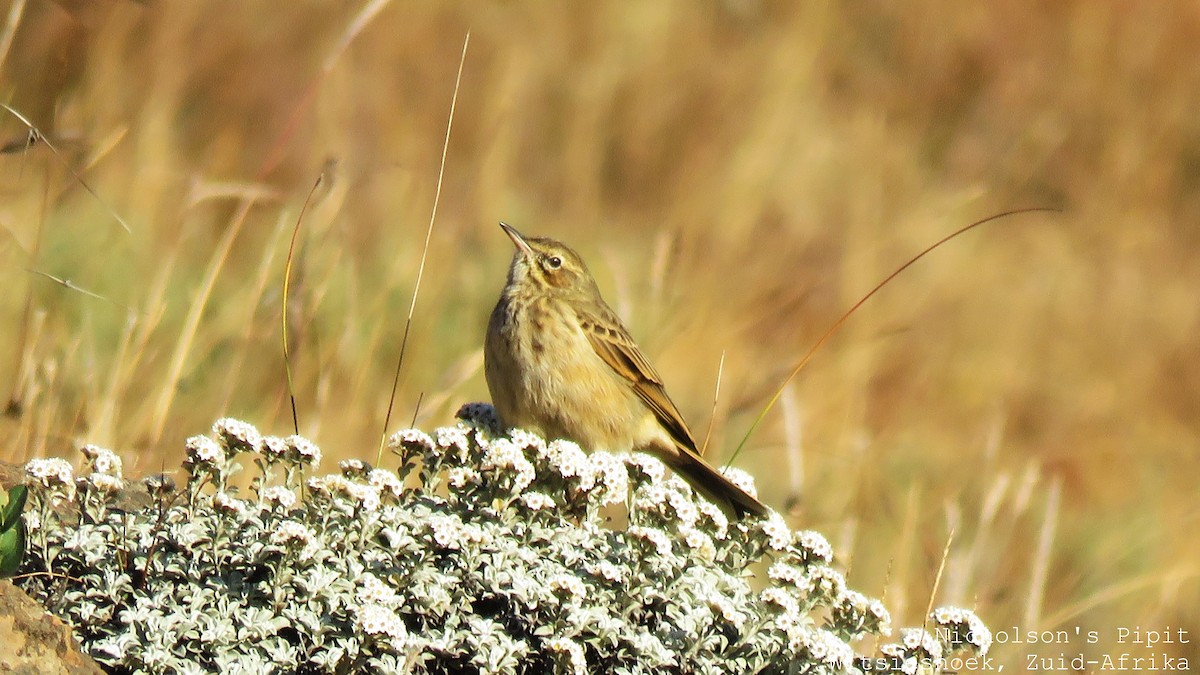 Nicholson's Pipit - ML457074861