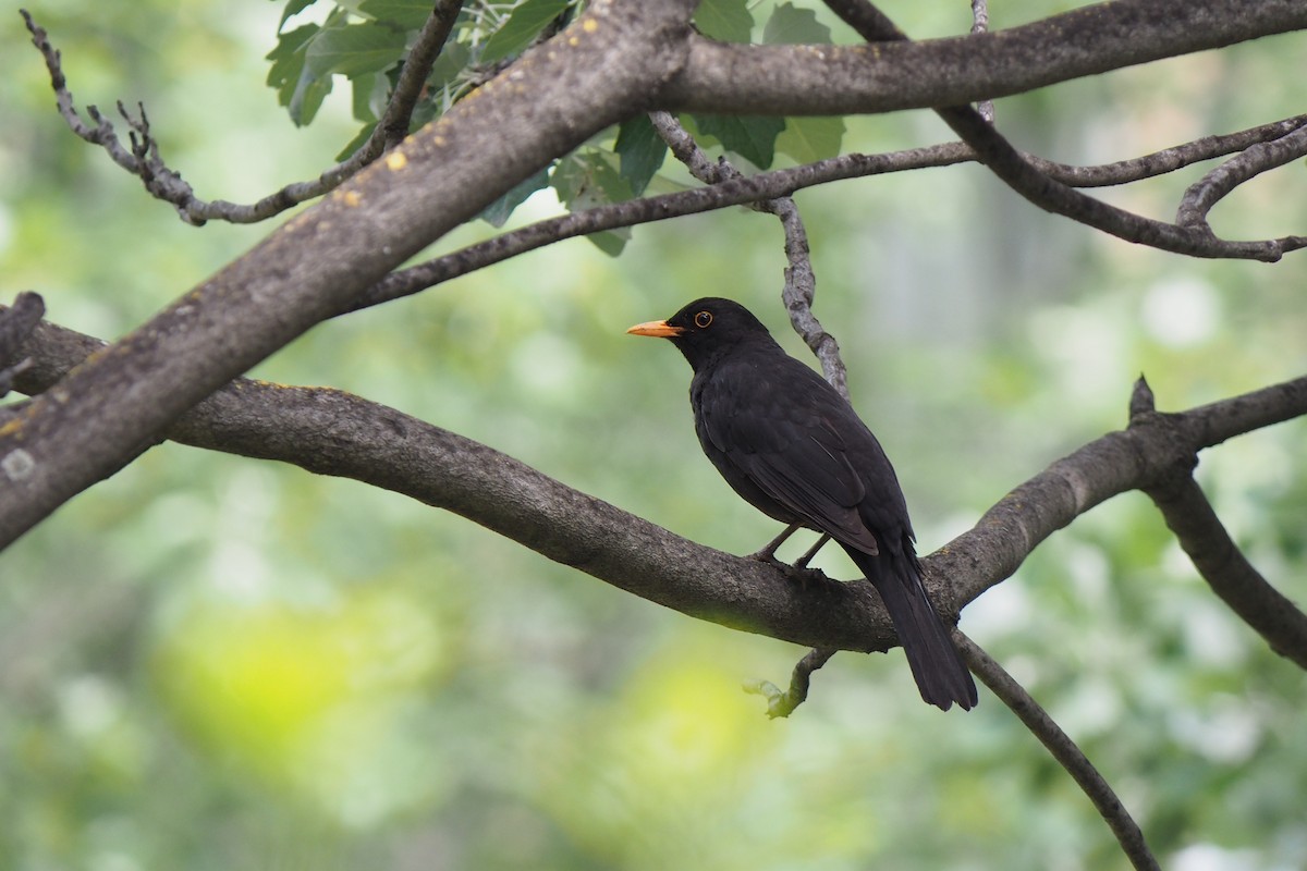 Eurasian Blackbird - ML457075071