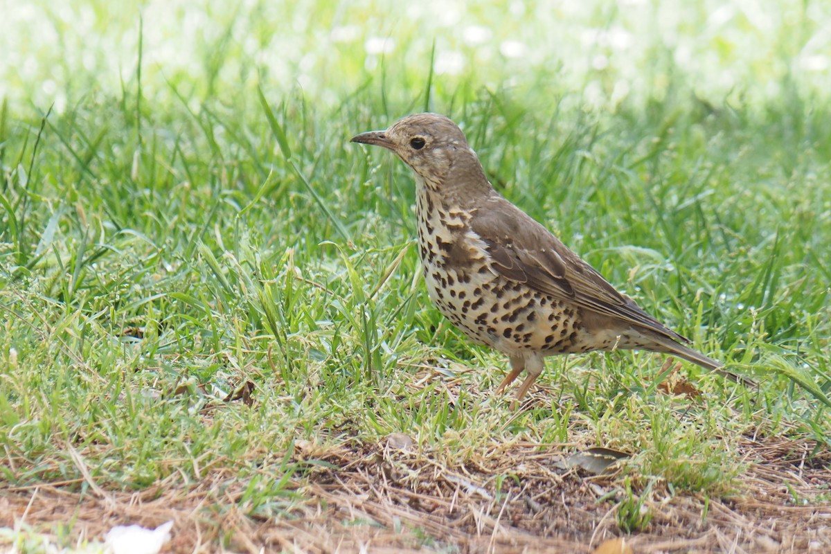 Mistle Thrush - ML457075121