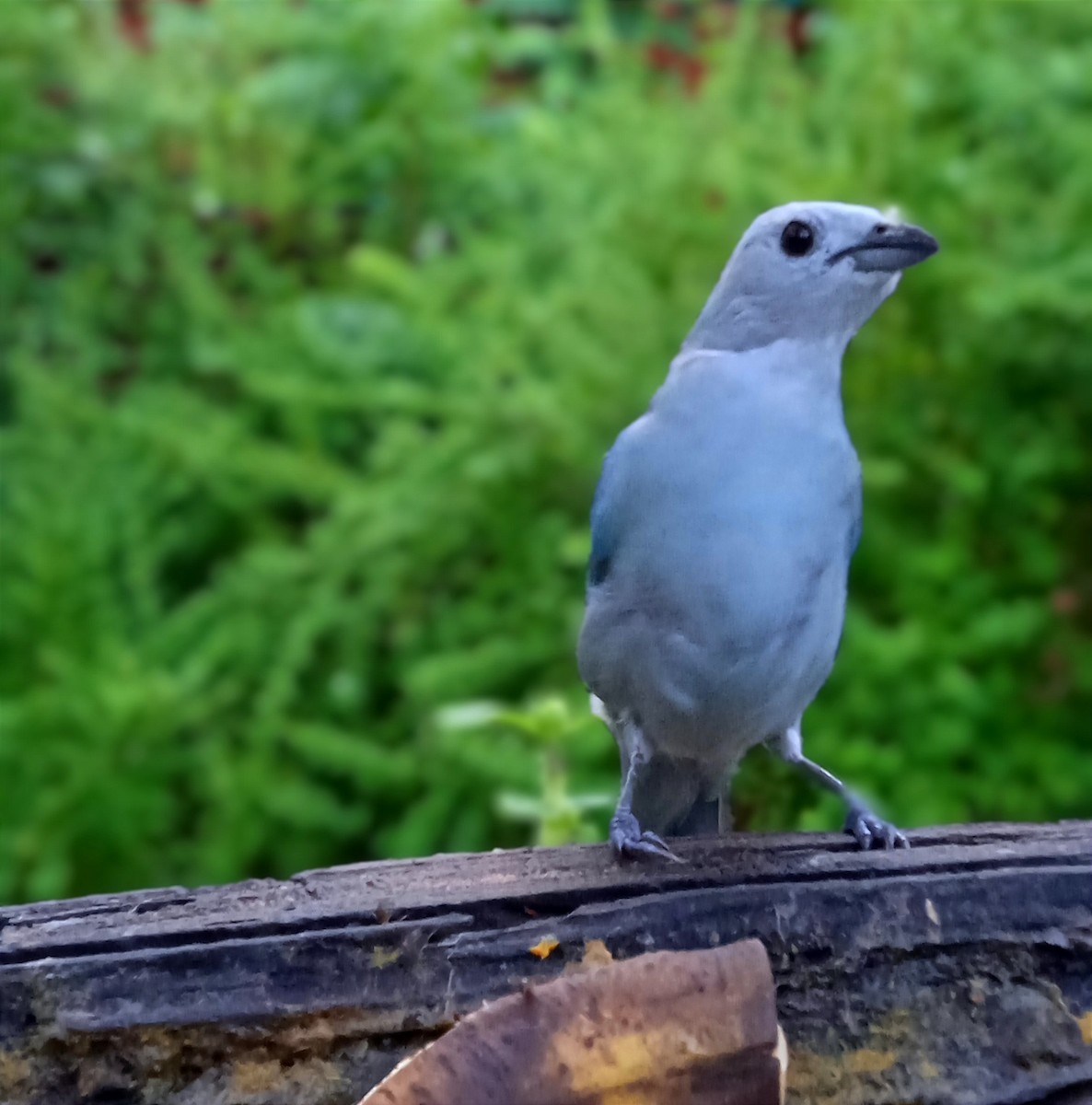 Blue-gray Tanager - ML457076491
