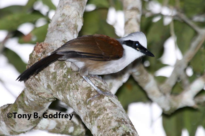 White-crested Laughingthrush - ML45707651