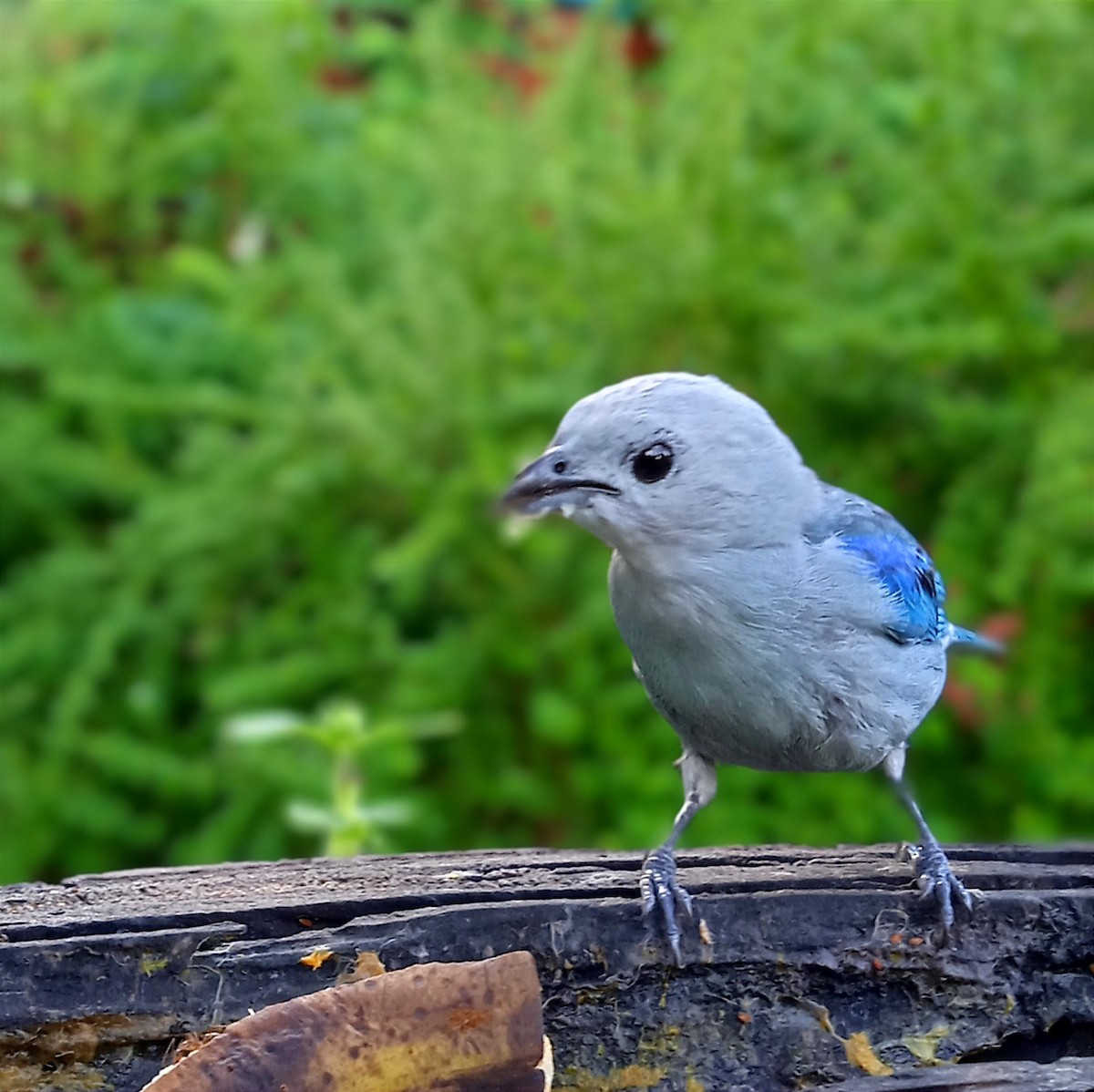 Blue-gray Tanager - ML457076511