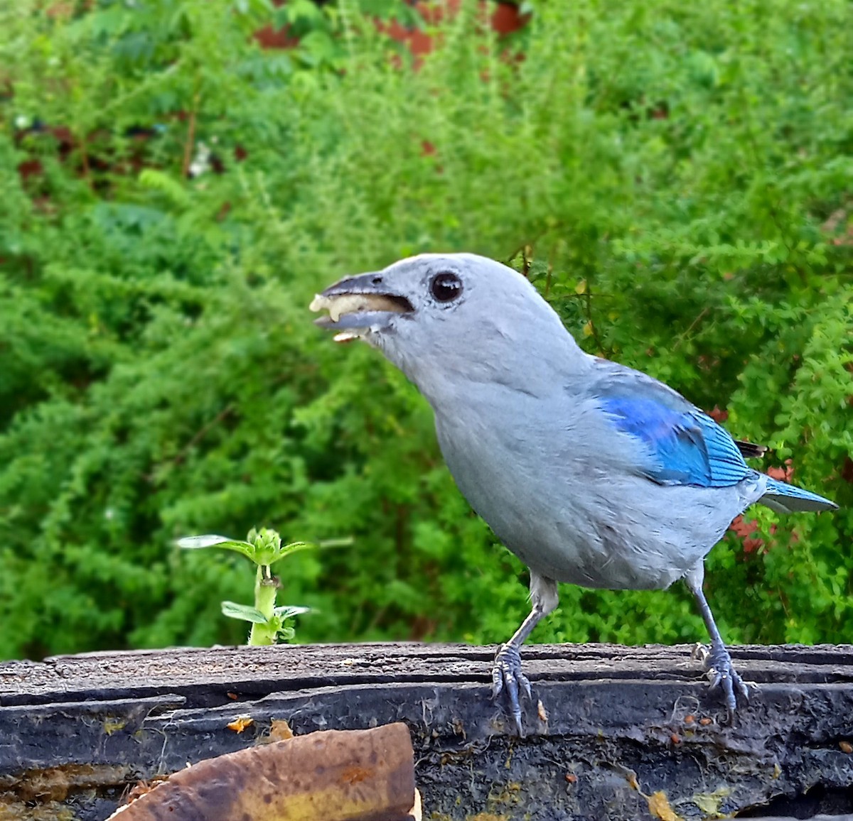 Blue-gray Tanager - ML457076541