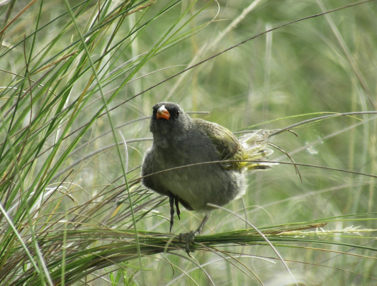 Great Pampa-Finch - ML45707731