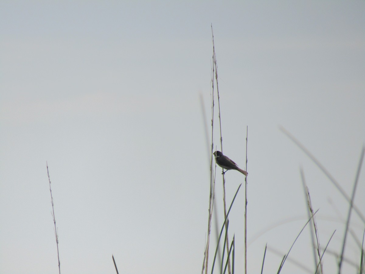 Double-collared Seedeater - Ezequiel Vera