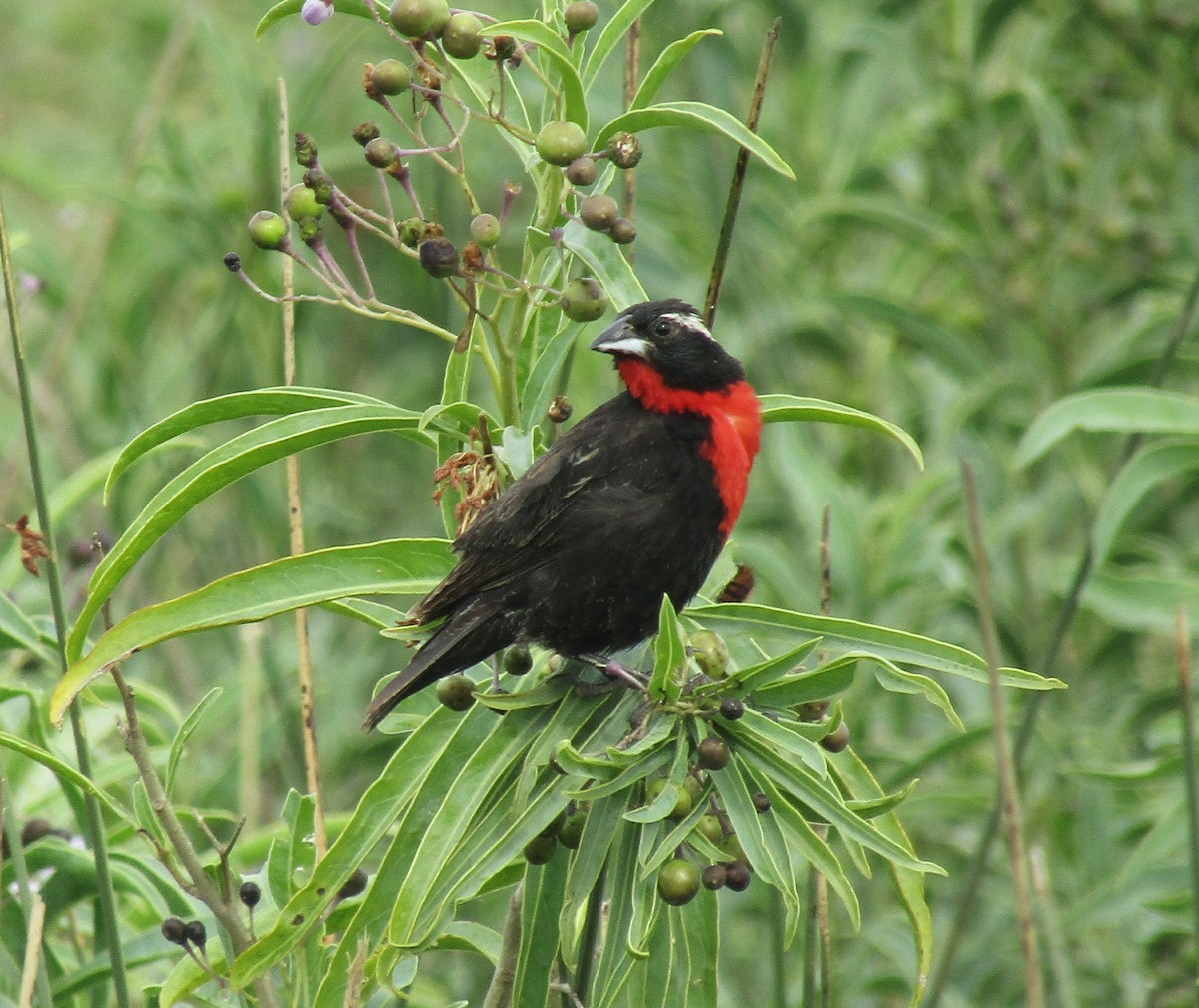 White-browed Meadowlark - ML45707801