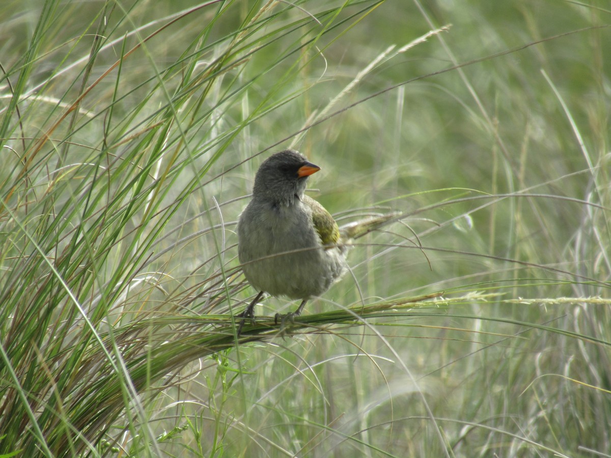 Great Pampa-Finch - Ezequiel Vera