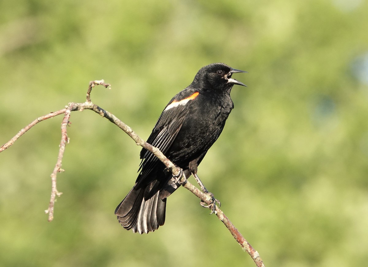 Red-winged Blackbird - ML457078961
