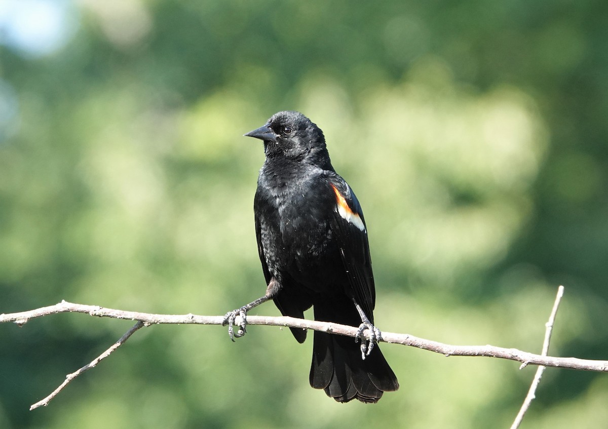 Red-winged Blackbird - ML457078991