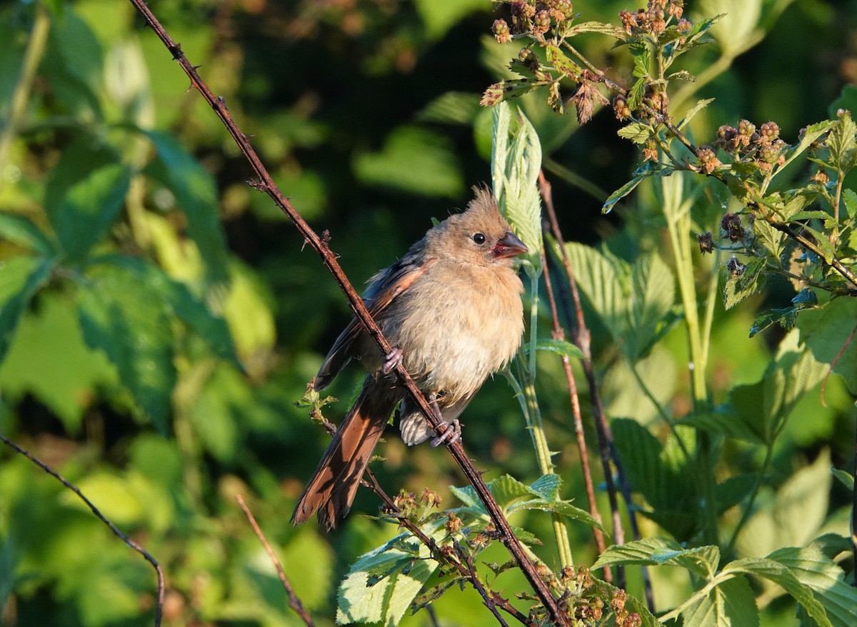 Northern Cardinal - ML457079021