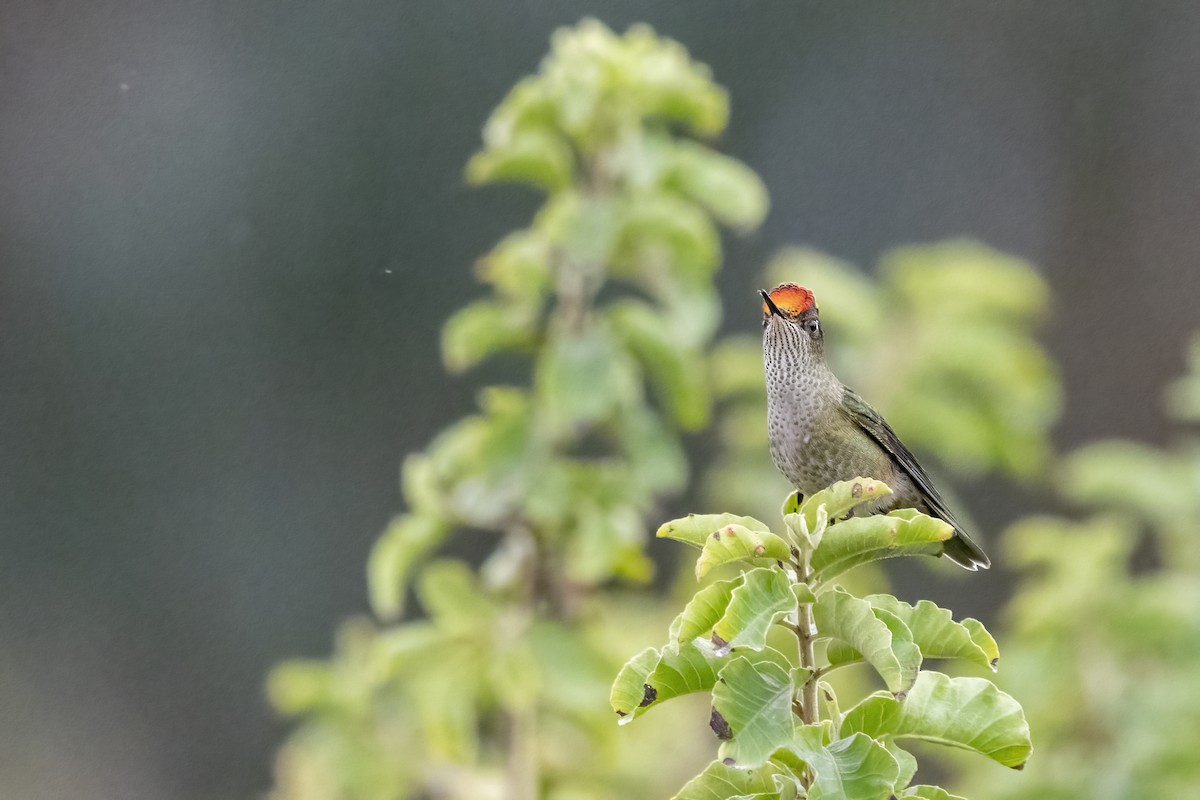 Green-backed Firecrown - ML457079211